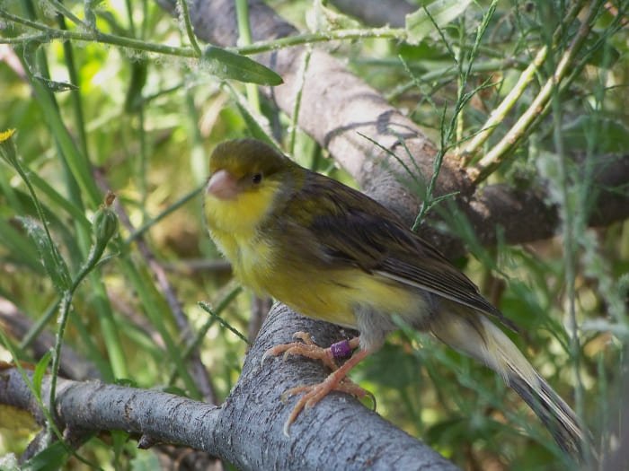 canario timbrado español