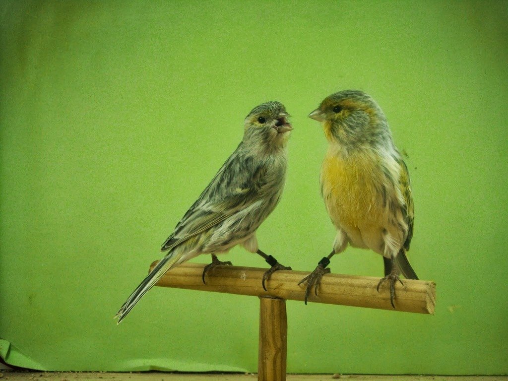 pareja de canarios negro opal amarillo mosaico