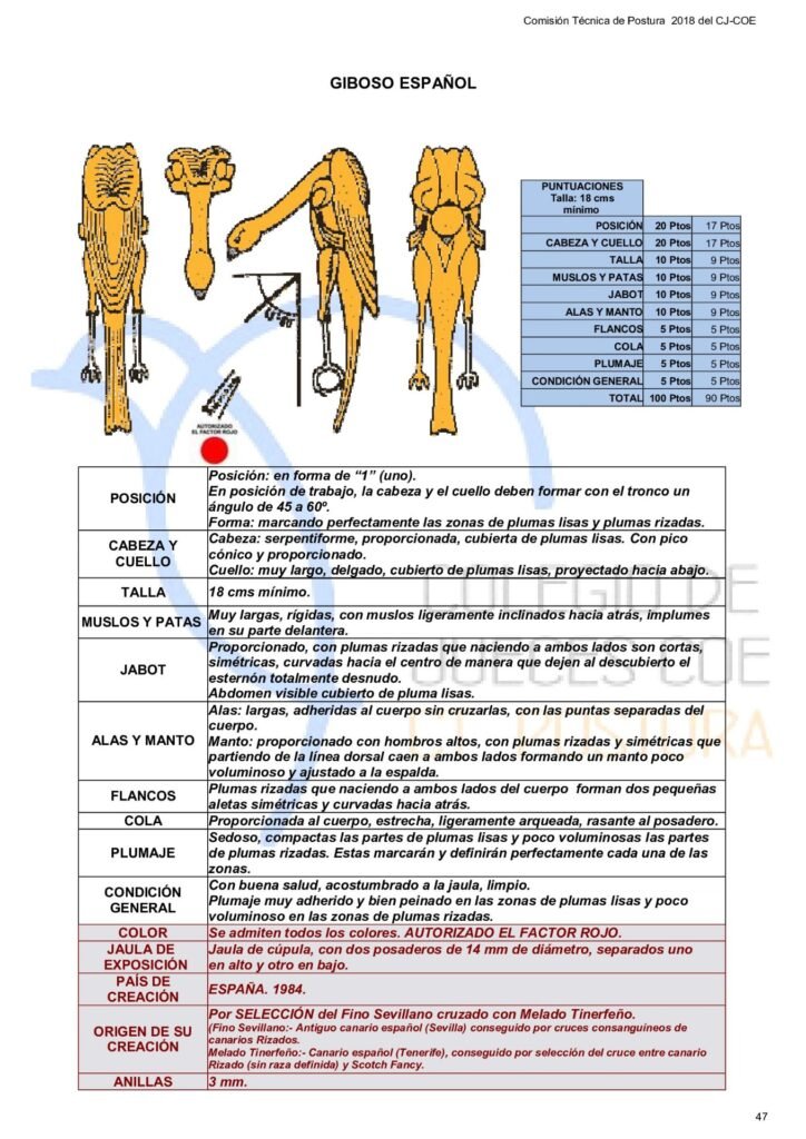 Estandar COE Giboso Español