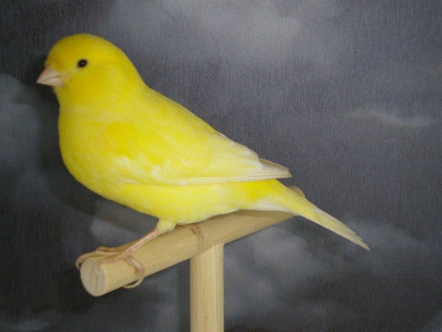 canario amarillo