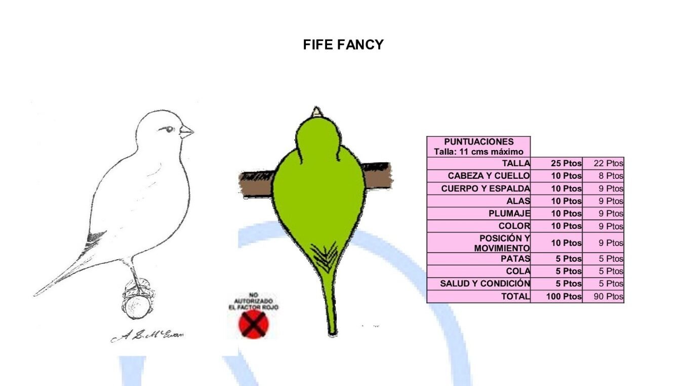 Estandar oficial COE del Fife Fancy