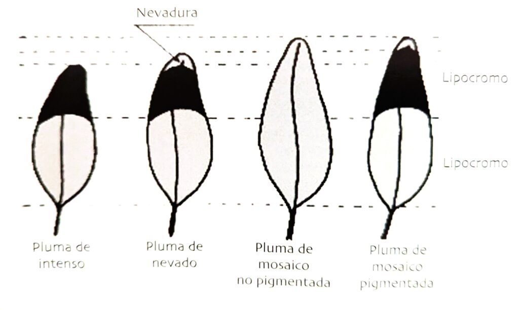 plumas canarios intensa, nevada, mosaica